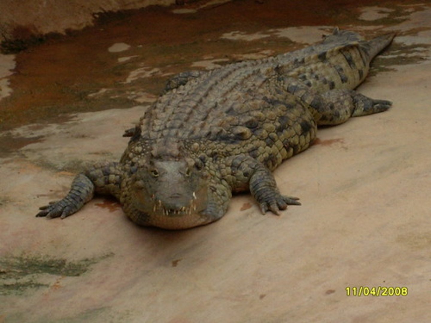 <p>A large, predatory reptile found in rivers and swamps.</p>