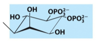 <p>What is the name, category, and net charge of this lipid?</p>