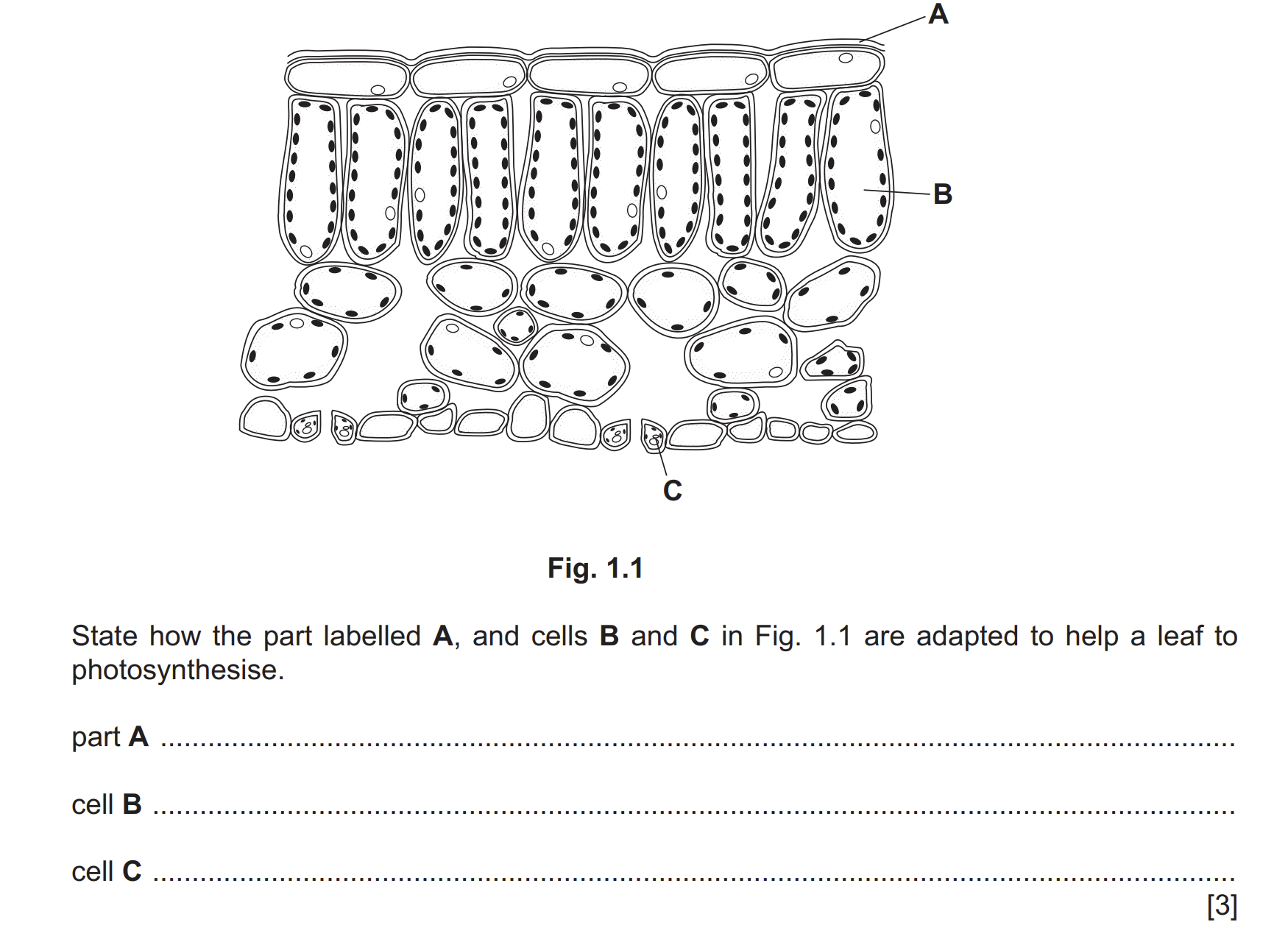 <p>BE AWARE OF THE COMMAND TERM</p>