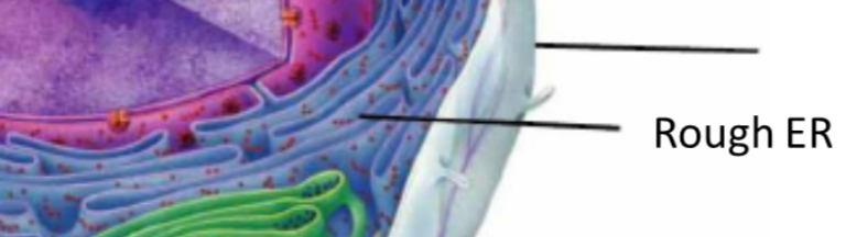 <p>Rough endoplasmic reticulum </p>