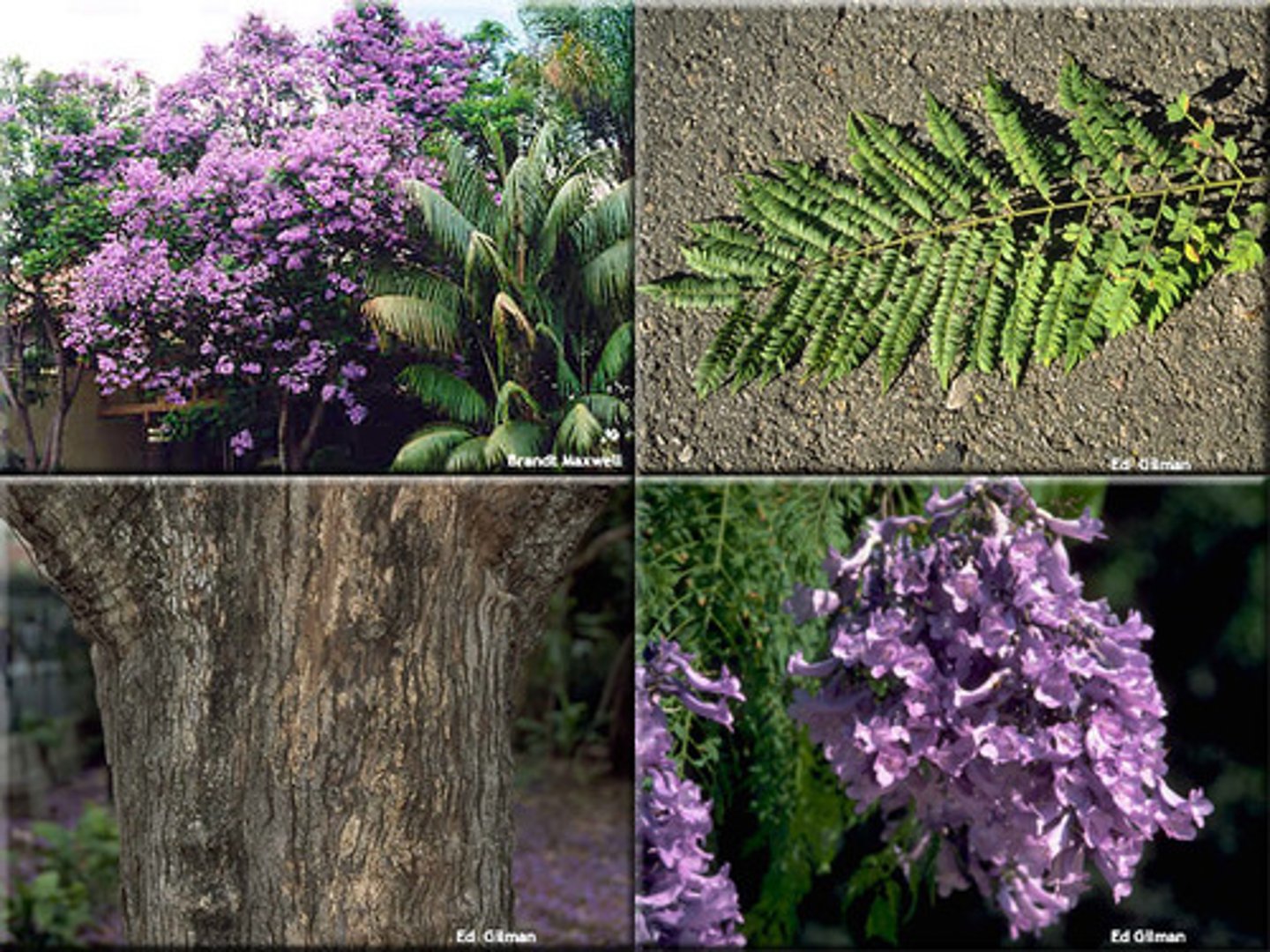<p>Bignoniaceae. jacaranda</p>
