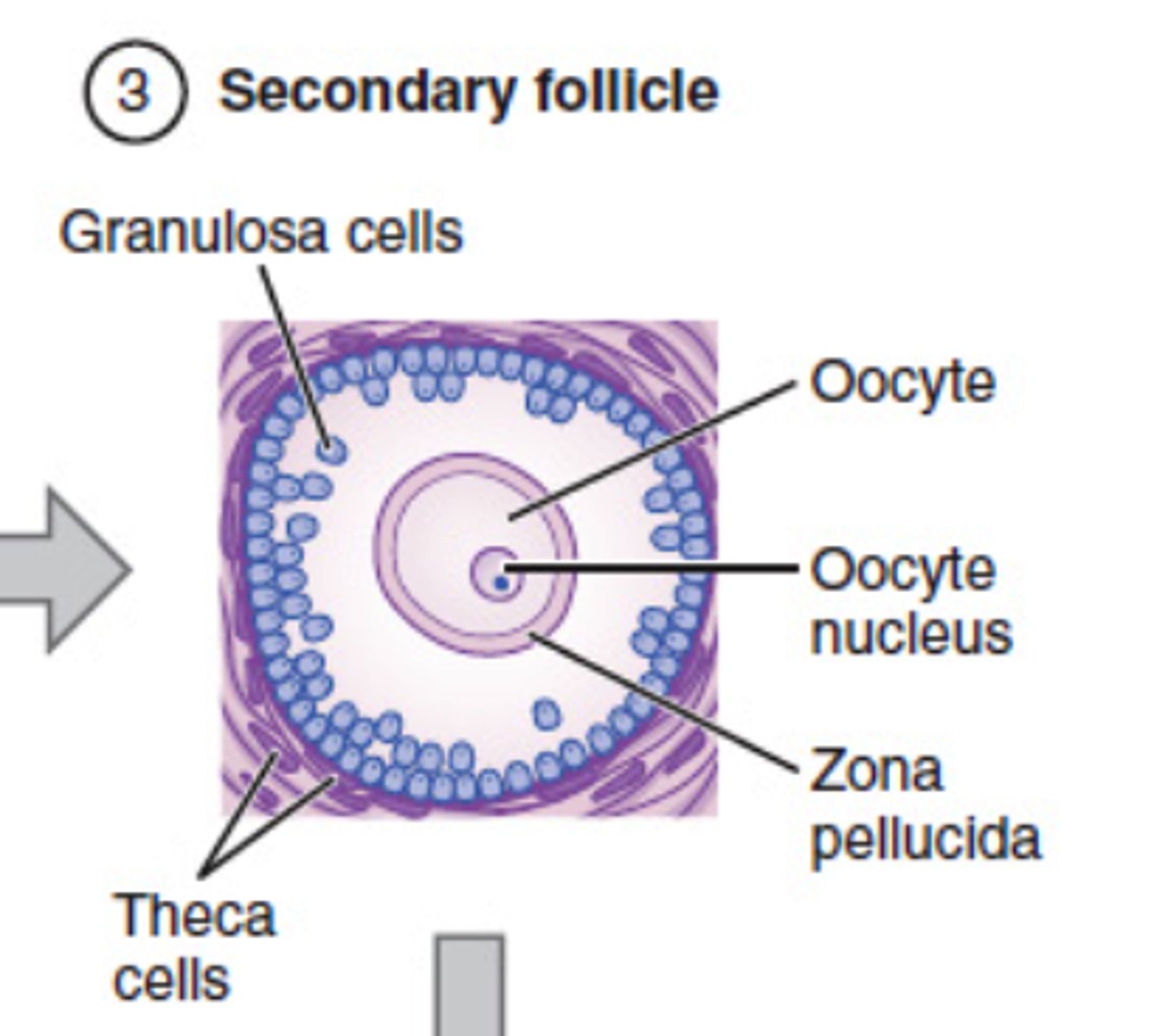 <p>estrogen-producing cells in a maturing ovarian follicle</p>