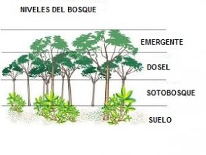 <p>-Emergente -Dosel -Sotobosque -suelo</p>