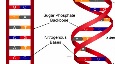 nucleotide bases (attached to the sugar/phosphate)