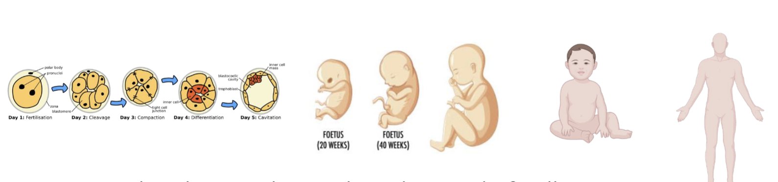 <p>Abnormal growth and spread of cells that arise from failure to control cell growth and migration</p>