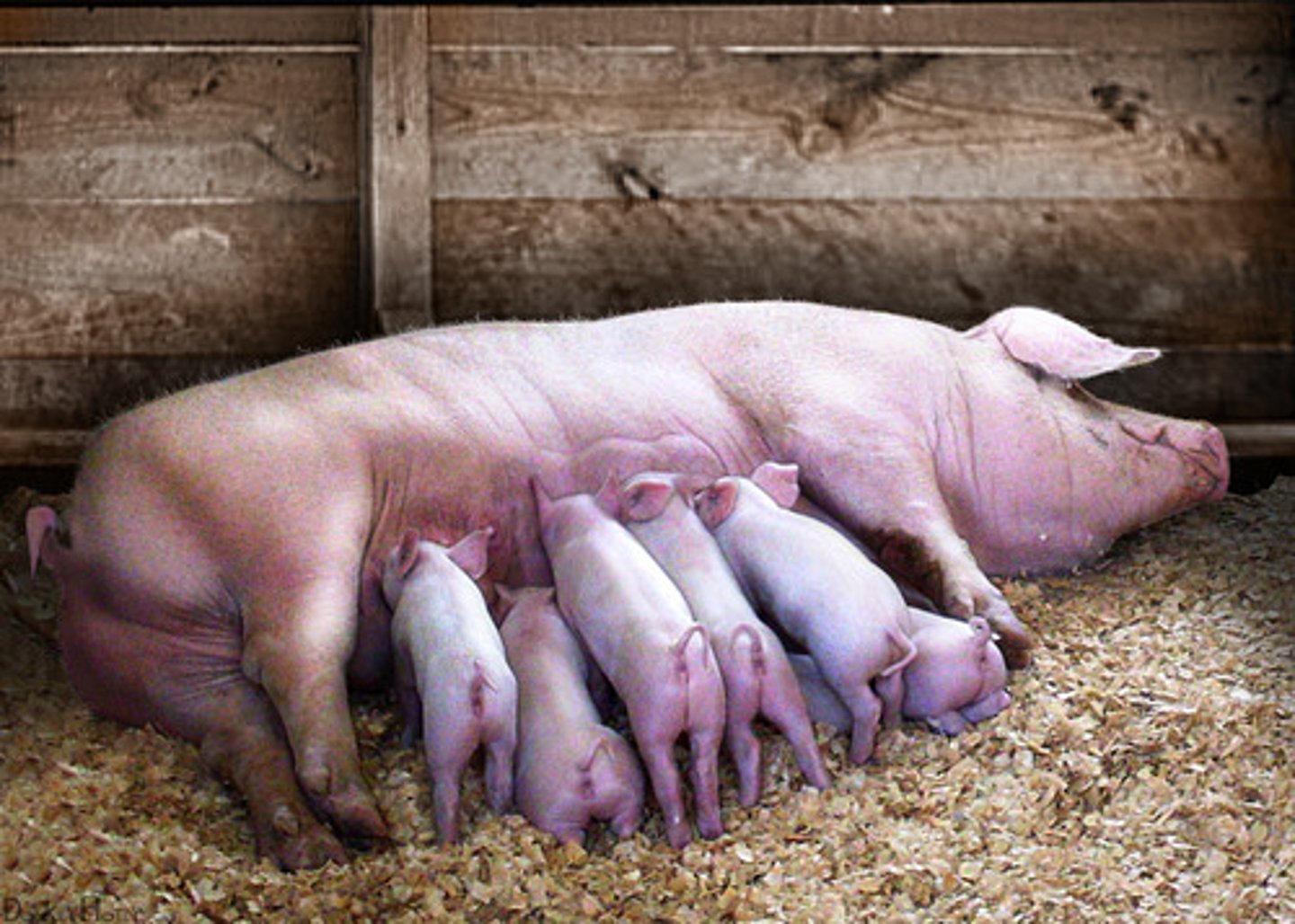 <p>A mammal is born knowing how to nurse.</p><p>example: pig suckling at birth</p>