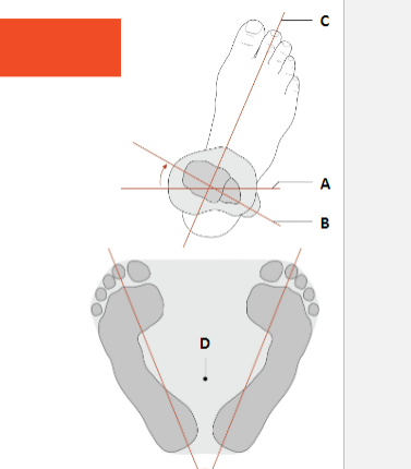 <p>Explain the angle between the superimposed transverse axes of the upper tibia (A) and the lower tibia (B) and its significance in the stability of bipedal standing.</p>