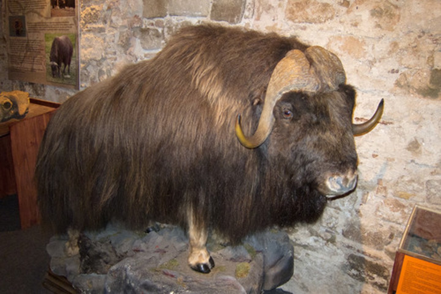 <p>Ovibos moschatus</p>