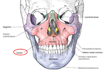 <ul><li><p>thin plate of bone situated in MSP of floor of nasal cavity</p></li><li><p>forms inferior nasal septum</p></li><li><p>superior broder articulates with body of sphenoid bone</p></li><li><p>superior part of anterior border articulates with perpendicular plate of ethmoid bone</p></li><li><p>posterior border is free</p></li></ul><p></p>