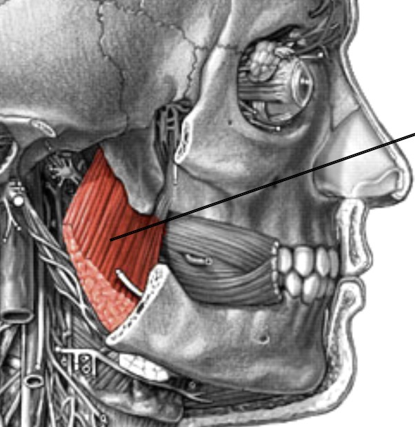 <p>Which muscle of mastication is:</p><ul><li><p>Inferior &amp; under</p></li><li><p>Action: close jaw &amp; grinding</p></li><li><p>Nerve: <span style="color: yellow;">CN V</span></p></li></ul><p></p>