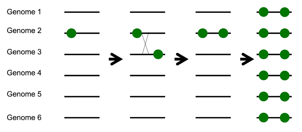 <p>Can <strong><em>unite </em></strong>multiple advantageous mutations that appeared in different individuals </p>