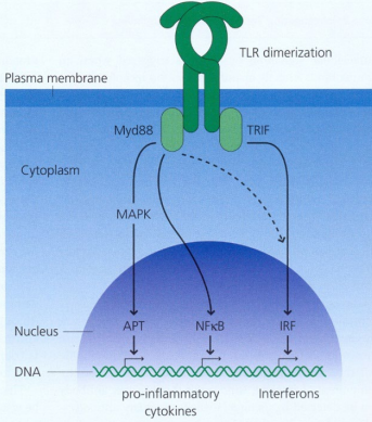 <p>Activation of TLRs causes <strong>dimerisation</strong> of receptors and binding of adaptor molecules such as <strong>Myd88</strong> and <strong>TRIF</strong>; signalling = activation of <strong>genes</strong> and production of pro-inflammatory <strong>cytokines</strong>, stimulation of adaptive immunity and/or interferon.</p>