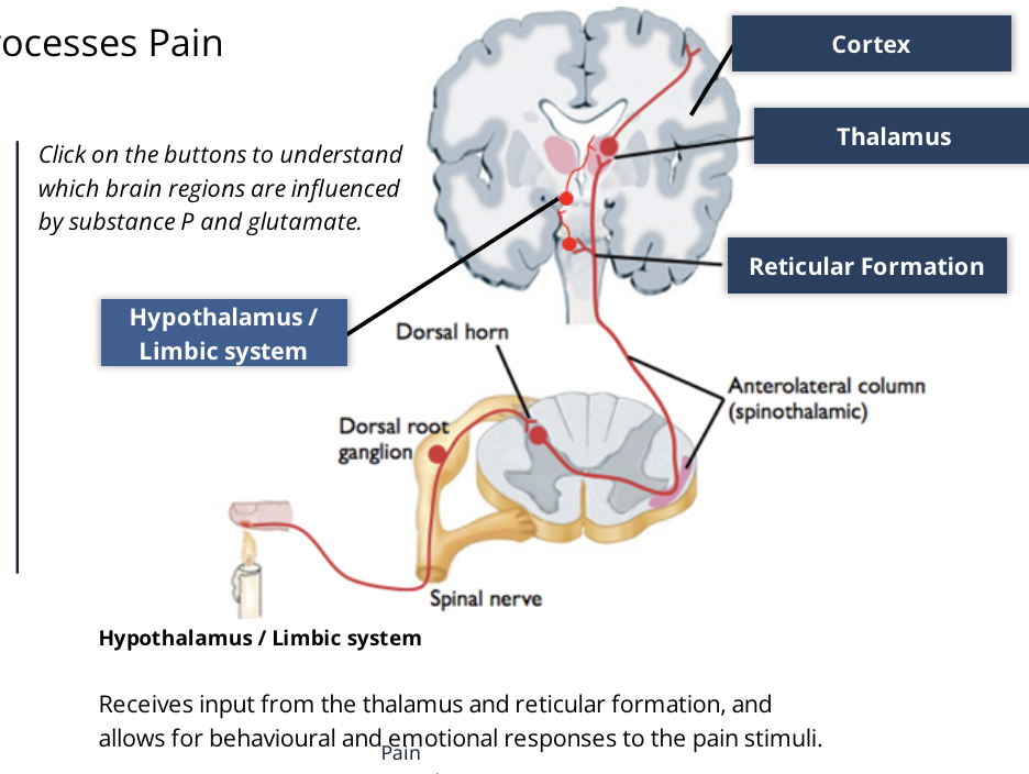 <ul><li><p><strong><span style="font-family: Calibri">Hypothalamus/ Limbic System</span></strong></p><ul><li><p><span style="font-family: Calibri">Receives input from the thalamus and reticular formation, and allows for behavioural and emotional responses to the pain stimuli</span></p></li></ul></li><li><p><strong><span style="font-family: Calibri">Cortex</span></strong></p><ul><li><p><span style="font-family: Calibri">Cortical somatosensory processing localizes the pain to a discrete body region</span></p></li></ul></li><li><p><strong><span style="font-family: Calibri">Thalamus</span></strong></p><ul><li><p><span style="font-family: Calibri">Processing here allows for the perception of pain</span></p></li></ul></li><li><p><strong><span style="font-family: Calibri">Reticular Formation</span></strong></p><ul><li><p><span style="font-family: Calibri">Increases the level of alertness and awareness of a painful stimulus</span></p></li></ul></li></ul>