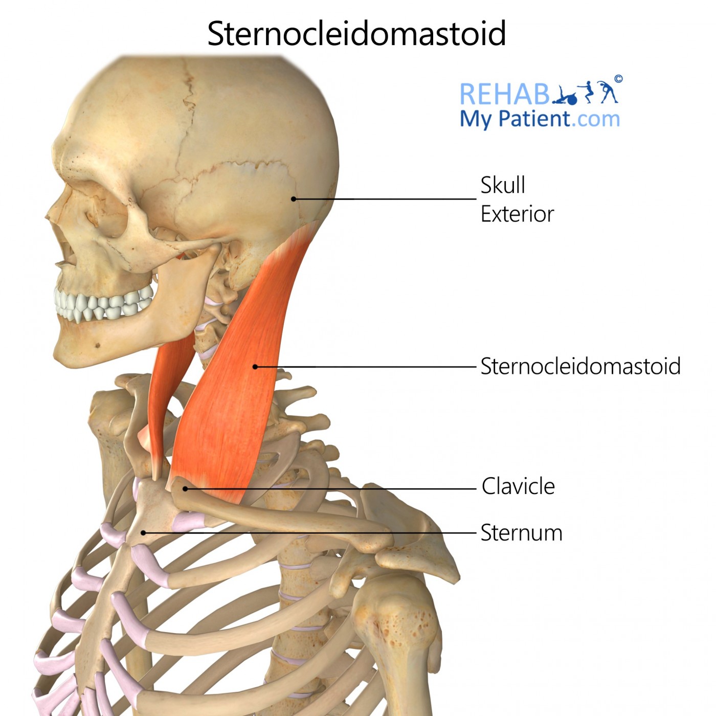 <p>Laterally flexes neck to the same side, rotates head to the opposite side, and pulls head forward and down.</p>