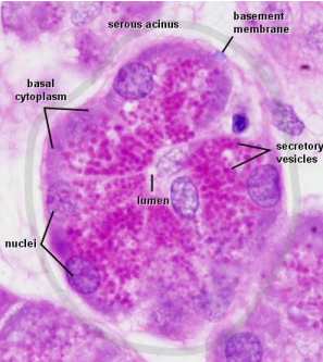 <ul><li><p>stain darker than mucous cells </p></li><li><p>pyramidal in shape </p></li><li><p>broad based attached to basal lamina </p></li><li><p>narrow apical end towards lumen </p></li><li><p>polarized cell </p></li><li><p>protein secreting cells </p></li><li><p>round nuclei </p></li></ul><p></p>
