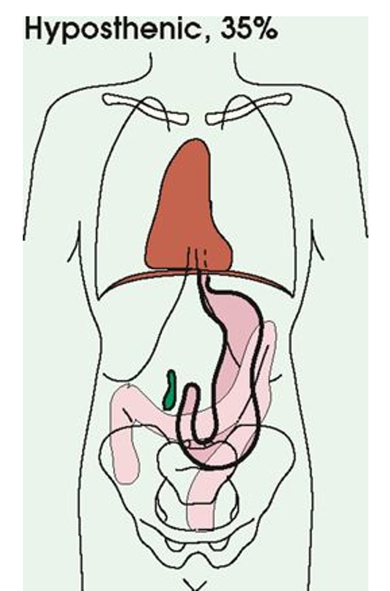 <p>Hyposthenic</p>