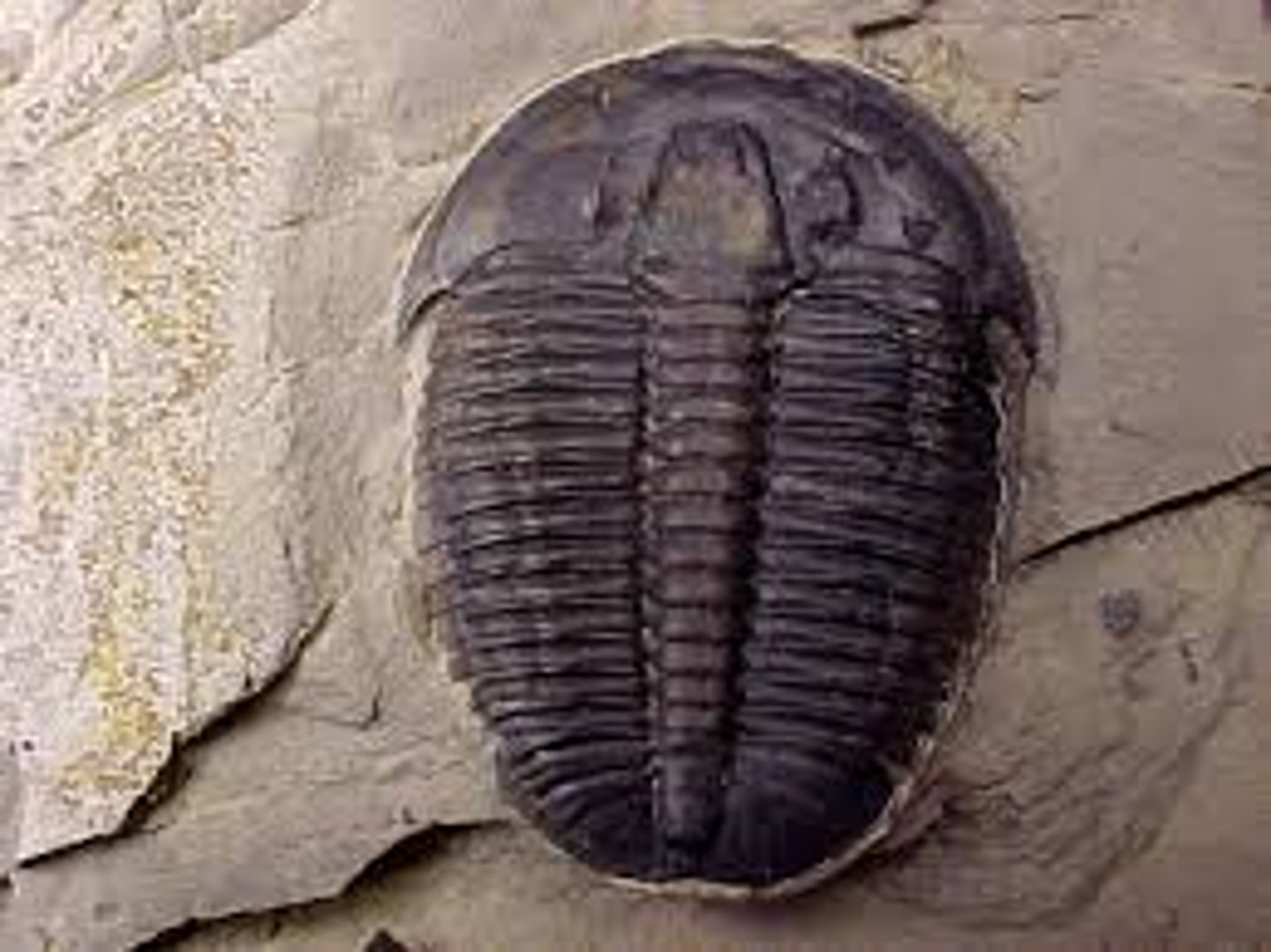 <p>-ancient athropods dominated over muddy bottom of shallow sea in paleozoic</p><p>-extinct 250 mil. years.</p><p>-has chitinous skeleton, fused segments, and branched appendages.</p><p>-dorsoventrally flattened and divided into 3 longitudinal sections (2 lateral lobes and ventral lobe).</p><p>-3 anterio-posterior regions: head, thorax, and abdomen.</p><p>-each segement has 2 biramous (2 branches) appendages, one adapted for walking and other had gills.</p><p>-small, 10 cm in length, but some almost a meter in length.</p><p>-gave rise to chelicerates, like the horseshoe crab</p>