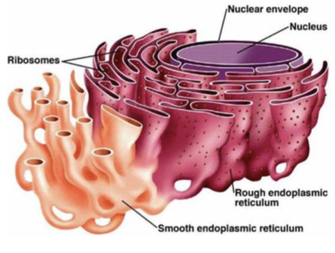 <p>lacks ribosomes and has other roles in the cell involving the processing and storage of nonproteins (form tubular structures)</p><p>its functions include drug detoxification, glycogen breakdown, calcium storage, and steroid biosynthesis</p>