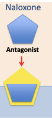 <p>agonist and is used in treatment of dependence because it has much slower course than heroin</p>