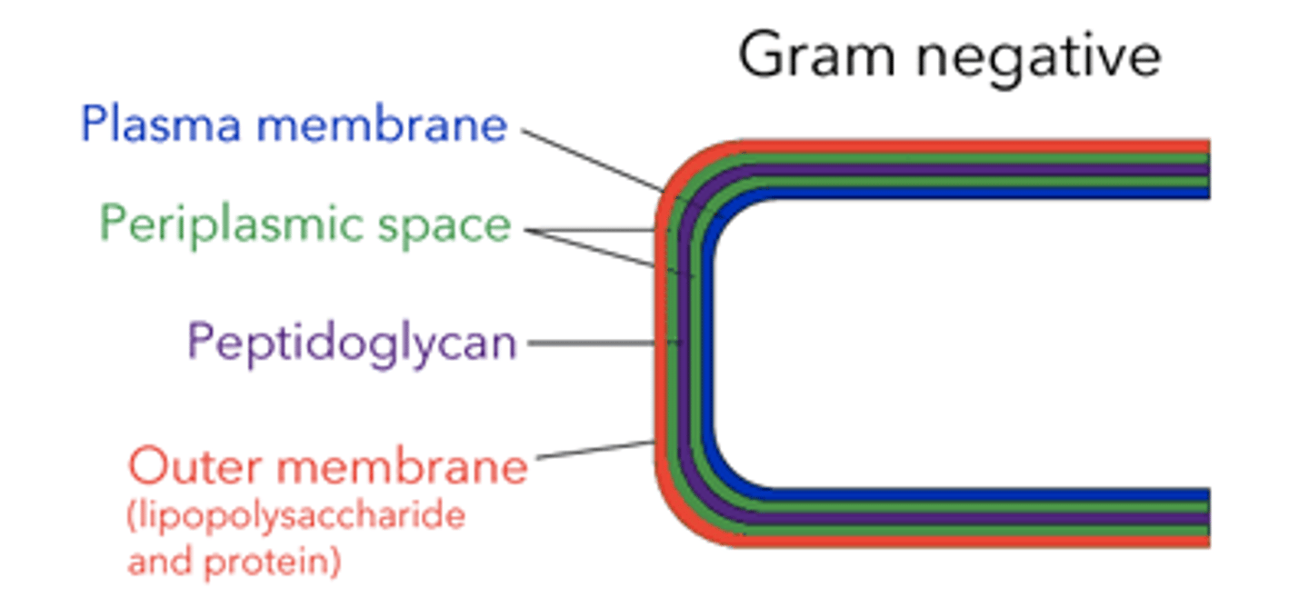 <p>plasma membrane &gt; periplasmic space &gt; peptidoglycan &gt; outer membrane (LPS and protein)</p>