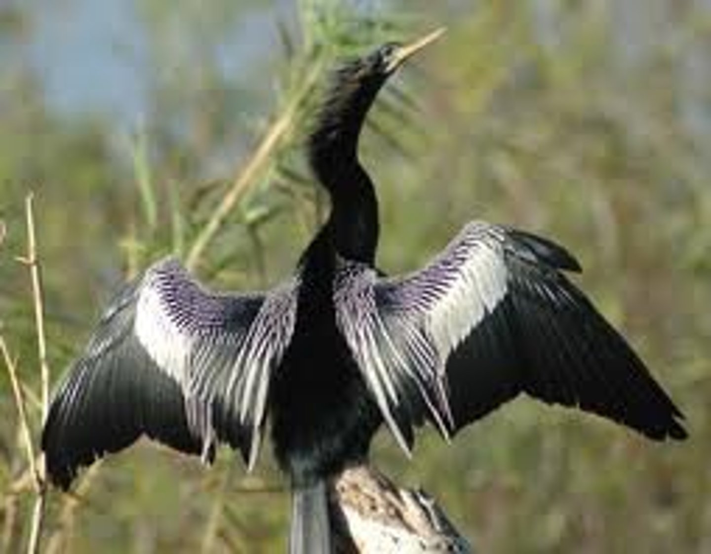 <p>Suliformes</p><p>Anhingidae</p>