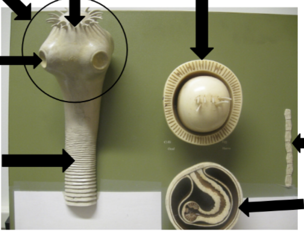 <p>Name the parts of the tapeworm model starting in the upper right and traveling clockwise</p>