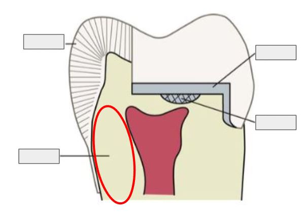 <p>What is Dentin?</p>