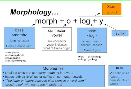 <p>Morphology is the study of the structure and formation of words in language. It examines how words are formed from smaller units called morphemes and how these morphemes combine to create meaning. Morphology also explores the different forms that words can take, such as inflections and derivations. </p>