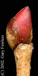 Blades: 4-8 in. heart shaped, serrated edges, asymmetrical at bottom
Reproductive: grow in groups, off trunks of others
Bark: grey or brown bark with shallow, flat-top ridges