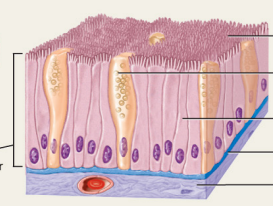 <p>Rectangular-shaped epithelial cells found in the alimentary tract, specialized for absorption and secretion.</p>