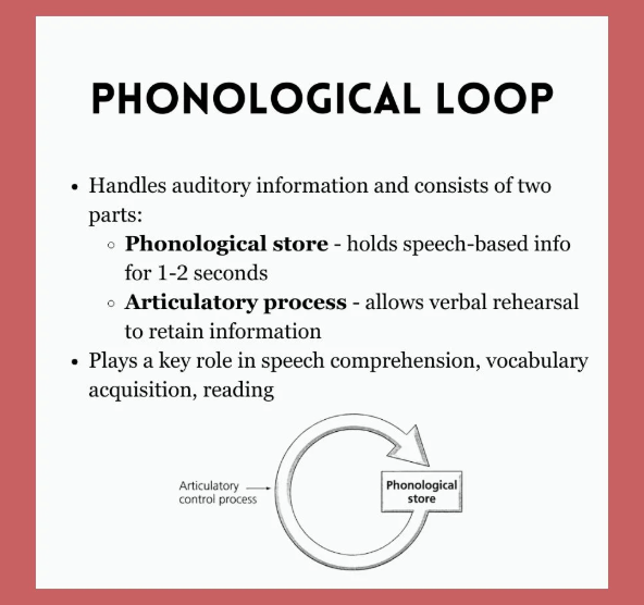 <p>a key component of working memory, responsible for temporarily holding and manipulating auditory information, like sounds and spoken words, using an "inner ear" (phonological store) and an "inner voice" (articulatory rehearsal) to prevent decay, crucial for language learning, reading, and following instructions</p>