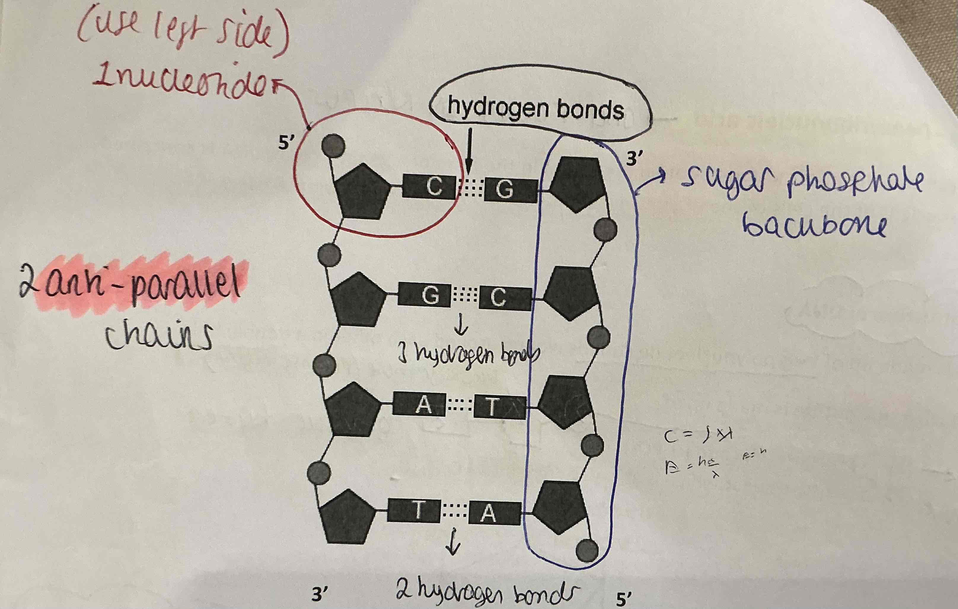 <p>Draw and label a DNA molecule </p>