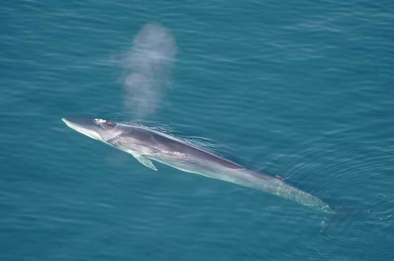 <p>Small dorsal fin on the posterior third of the body, central blowhole with 2 exit orifices, lower mandible with asymmetric coloration (white on the right, dark on the left). </p>
