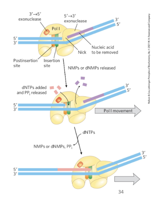 <ul><li><p>occurs in the 5’→3’ exonuclease domain</p><ul><li><p>RNA removed one at a a time, and dNTPs are added as RNA is removed (same active site)</p></li></ul></li><li><p>nick translation = a break or nick in the DNA is moved along with the enzyme</p></li><li><p>important in: DNA repair, and removal of RNA primers during replication</p></li></ul><p></p>
