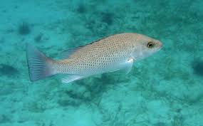 <p>gray scaly fish, like a&nbsp;“normal” fish</p>