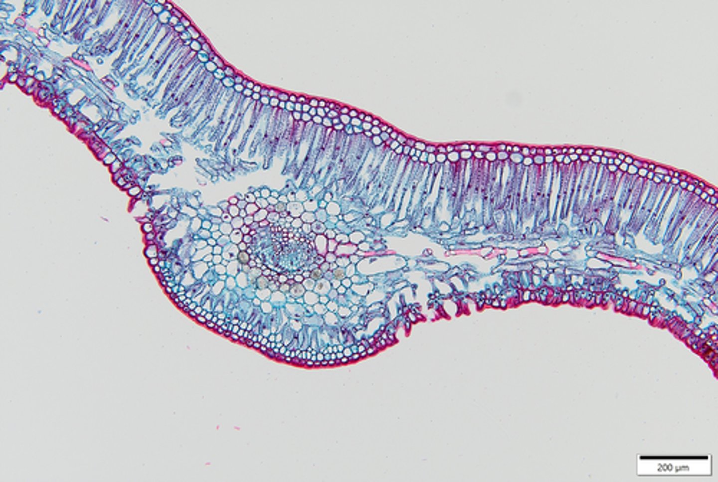 <p>features of cycas leaves</p>