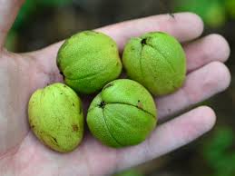 <p><span>a large, edible nut with a sweet kernel and a hard, ridged shell, enclosed in a thick, segmented husk that splits open when ripe.</span></p>