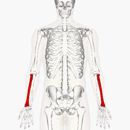 <p>Key Features: Head (round), Tuberosity, Styloid process (wrist bump)</p><p>Memory Trick: Round wrist bump</p>