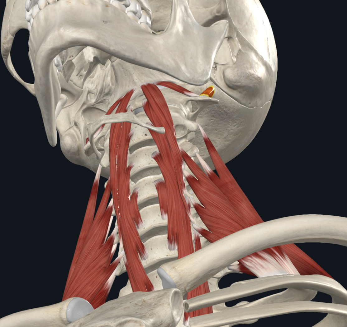 <p>What muscle is this?</p>