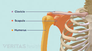 <p>clavicle, scapula, humerus</p>