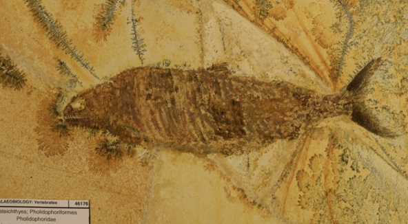 <p>what is this?</p>