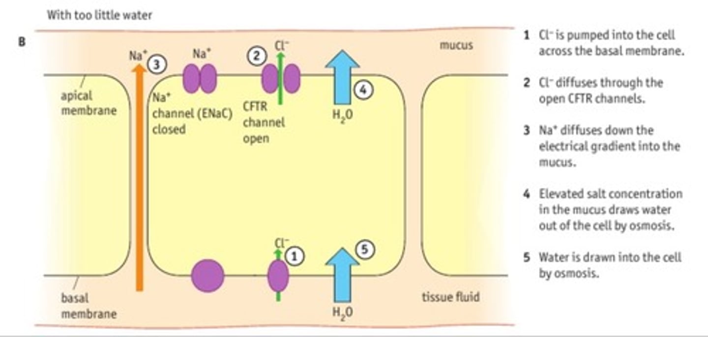 <p>1. Cl⁻ is pumped into cell from tissue fluid across basal membrane</p><p>2. CFTR channel is open causing Na⁺ channel to close; Cl⁻ diffuses through the open CFTR channel</p><p>3. Na⁺ diffuses down the electrical gradient into mucus</p><p>4. High [salt] in mucus draws water out of the cells into mucus by osmosis: mucus becomes more runny</p><p>5. Water is drawn into cells from tissue fluid by osmosis</p>