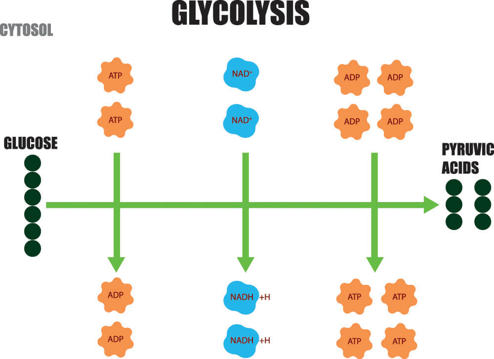 <p></p><ul><li><p>Glucose is oxidized into 2 molecules of pyruvate, using 2 ATP</p></li><li><p>2 molecules of NAD+ are reduced to 2 NADH, producing 4 ATP (net gain of 2 ATP)</p></li><li><p>Occurs in the cytoplasm, not requiring any oxygen</p></li></ul>