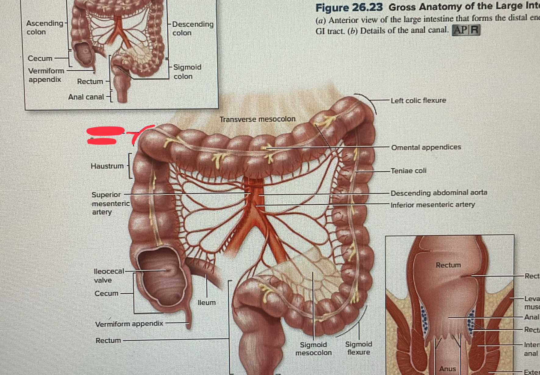 knowt flashcard image