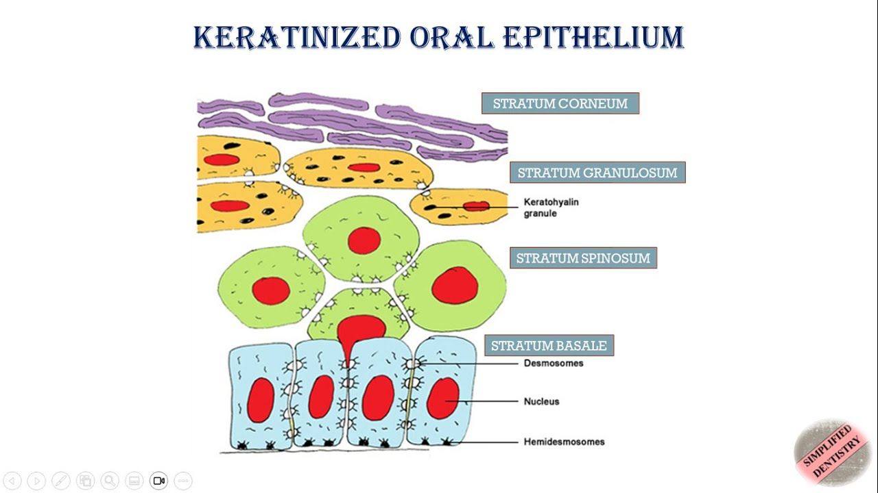 <p>c) Stratum granulosum</p><p><span>The stratum granulosum is <strong><mark data-color="rgba(0, 0, 0, 0)" style="background-color: rgba(0, 0, 0, 0); color: inherit">a layer of the epidermis characterized by keratinization, where keratinocytes accumulate keratohyalin granules</mark></strong>. This process is crucial for forming a waterproof barrier to prevent fluid loss. The cells in this layer flatten, lose their nuclei, and begin to die as they move towards the outer layers of the skin.&nbsp;</span></p>