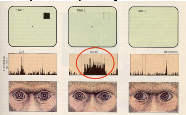 <p>record from different neurons, fire at different parts of task - neurons fire the most when the monkeys need to remember where the cue was during the delay</p><ul><li><p>multiple PFC neurons may encode different bits of info - possibly activity of different PFC cell groups hold different bits of info </p></li></ul><p></p>