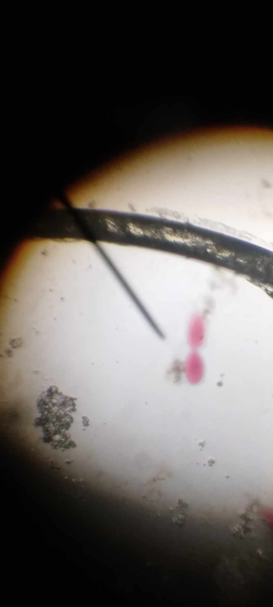 <p>the constructions deepen resulting in the pinching off of the animal into two daughter paramecia, each is half the size of the parent animal</p>