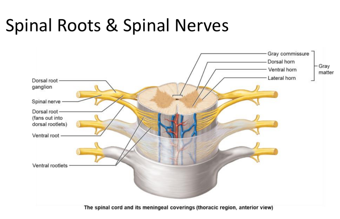 <p>Ventral Root</p>