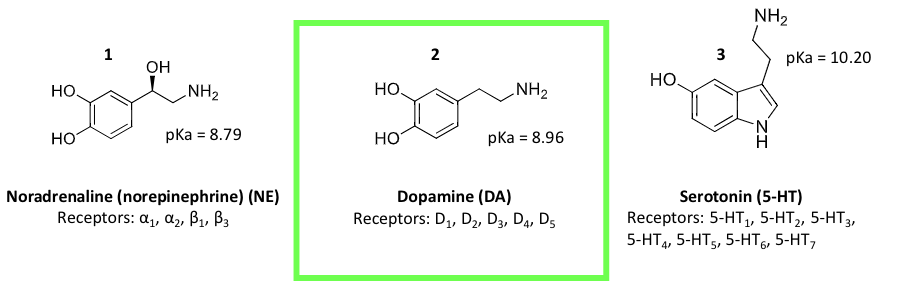 <p>functional group that common neurotransmitters share</p>