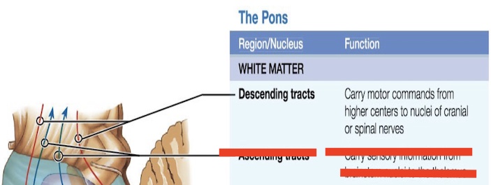 <p>14.4 What is this in the pons? Function? </p>